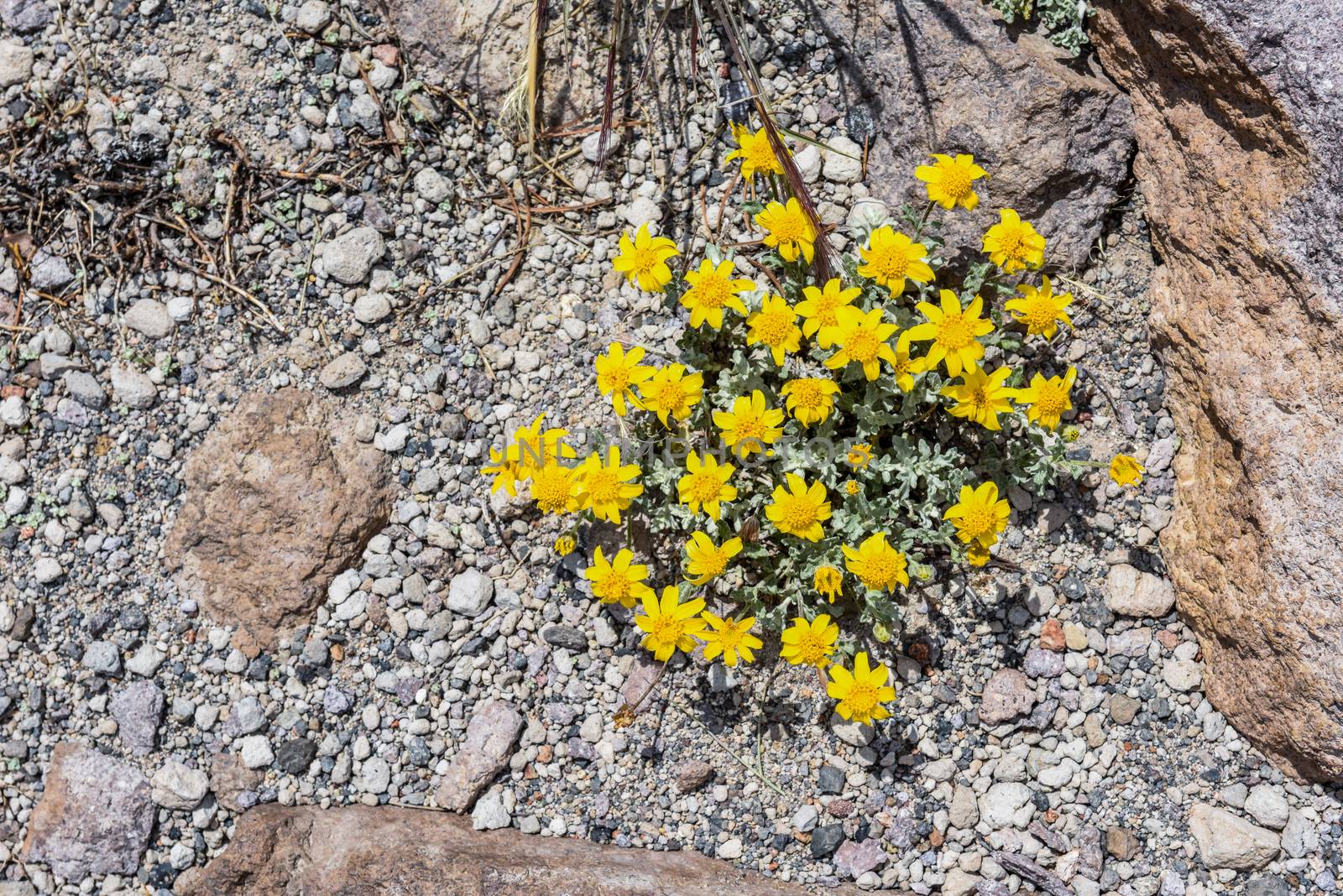 Yellow flowers , ground-clinging vegetaion, in the alipine zone on Mammoth Mountain, California by Njean