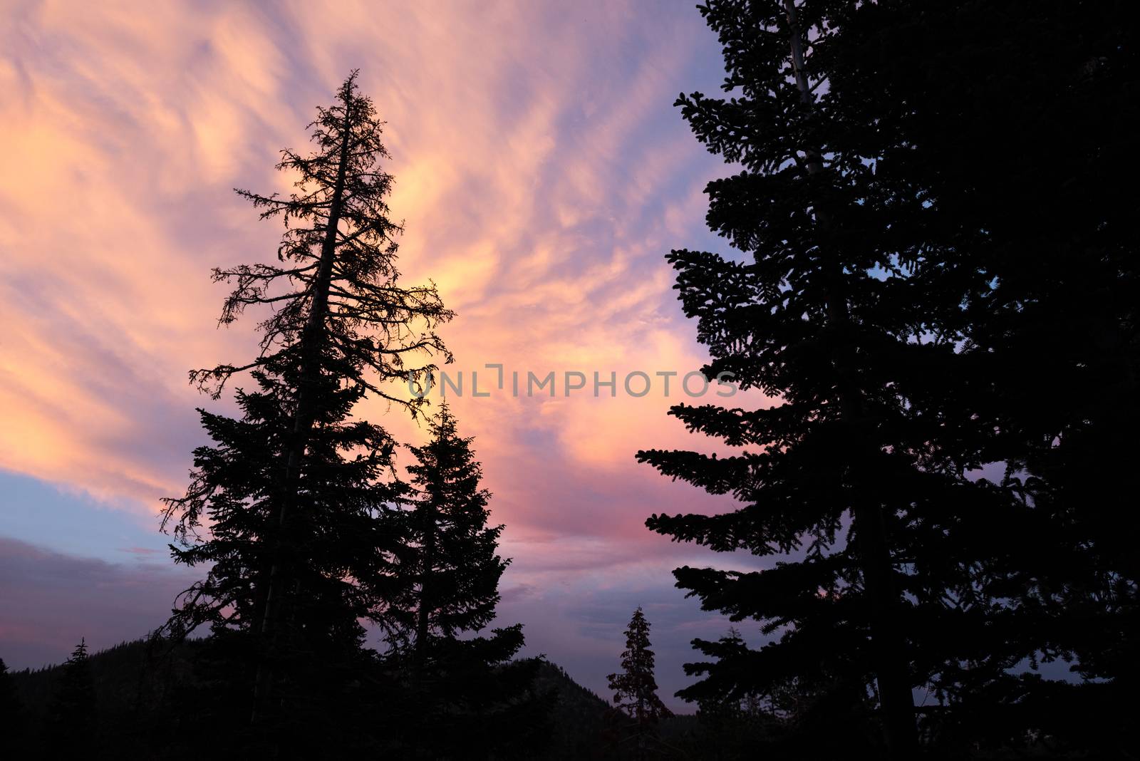Pine tree silhouetted by sunset, Mammoth Lakes, California by Njean