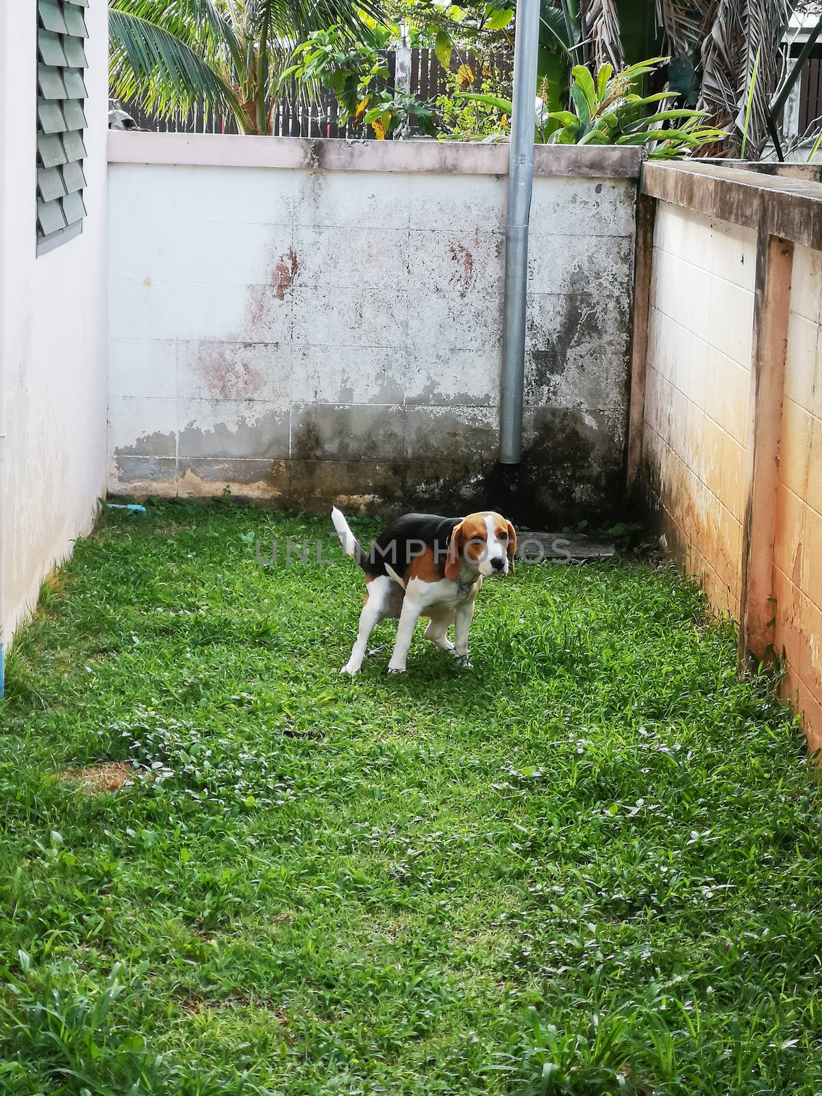 puppy beagle shit on the grass floor by Wmpix