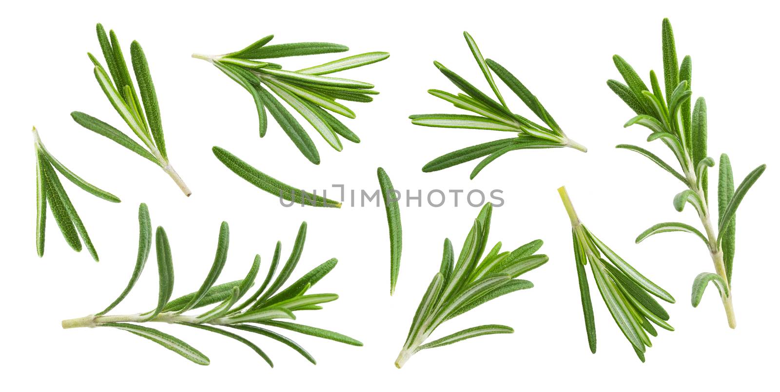 Rosemary twig and leaves isolated on white background with clipping path, close-up, collection