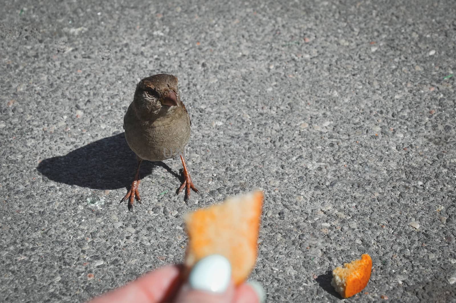 Feeding sparrow. A bright sparrow pecks bread crumbs. Female hand holding a cracker.