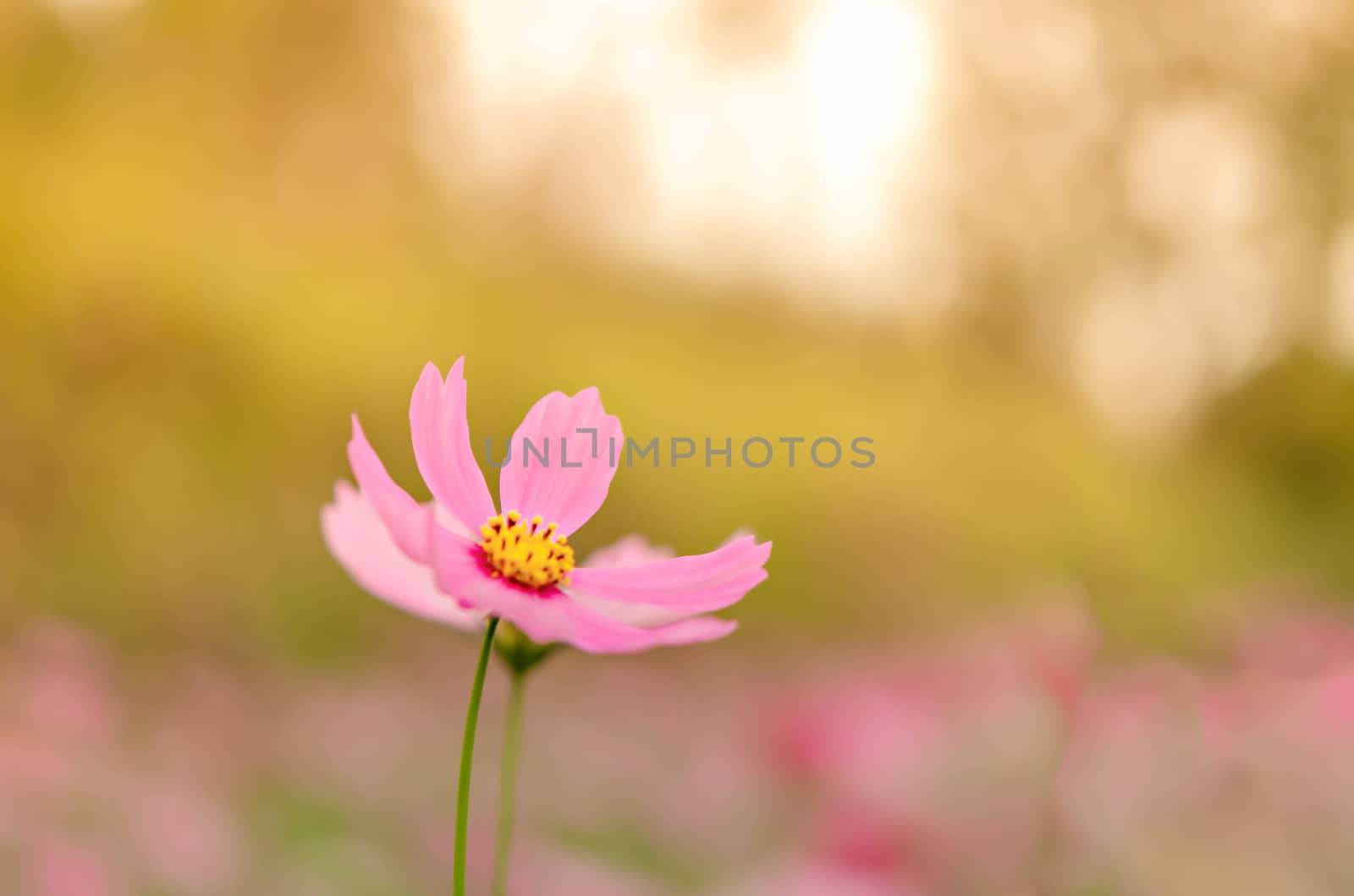 pink cosmos flower blooming in the green field, hipster tone