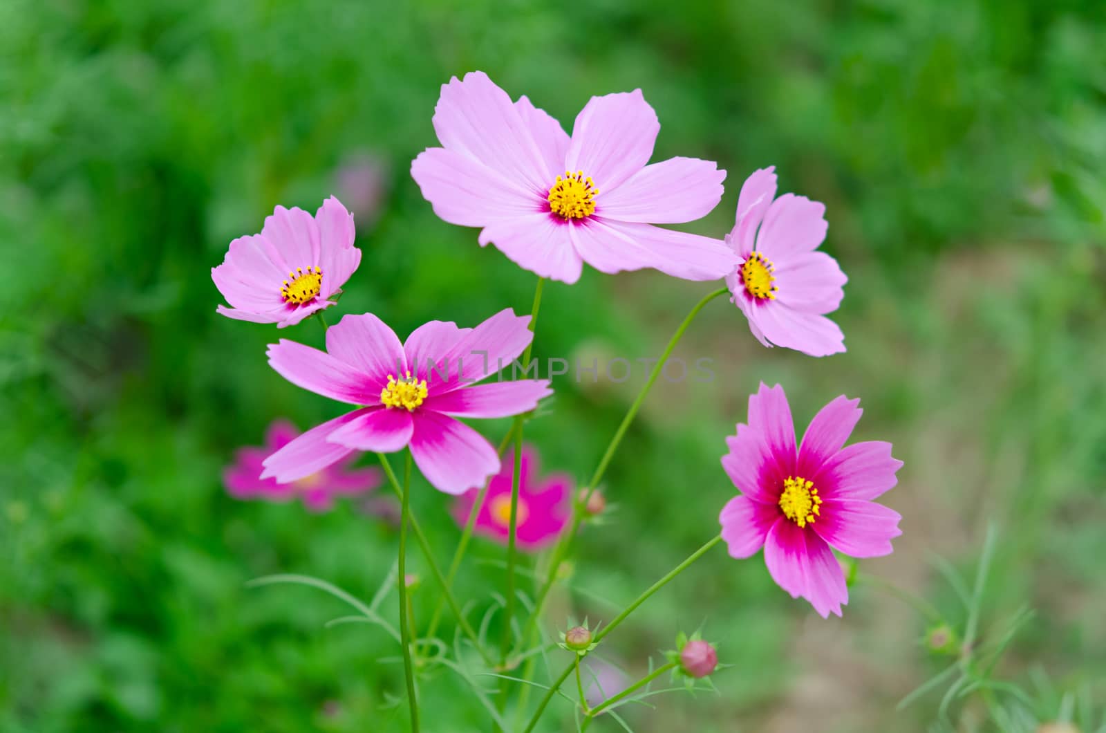 pink cosmos flower  by rakratchada