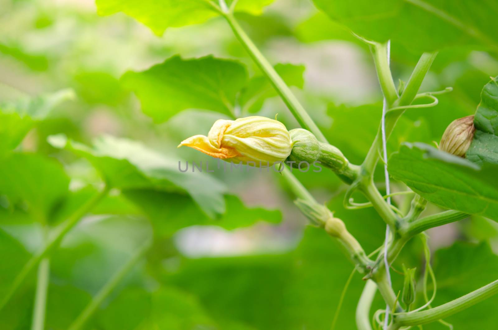 Butternut squash blossom growing in the green garden