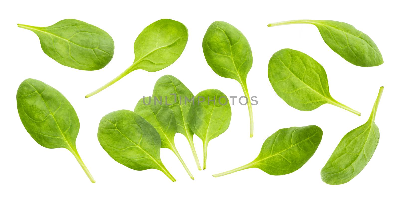 Spinach leaves isolated on white background with clipping path, close-up, collection
