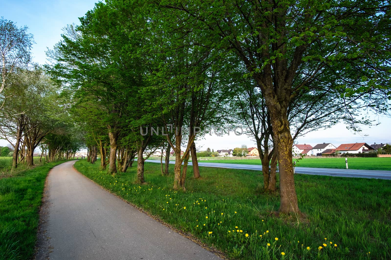 image of a bikeway and walkway with trees and grean meadow near Maisach, Bavaria, Germany