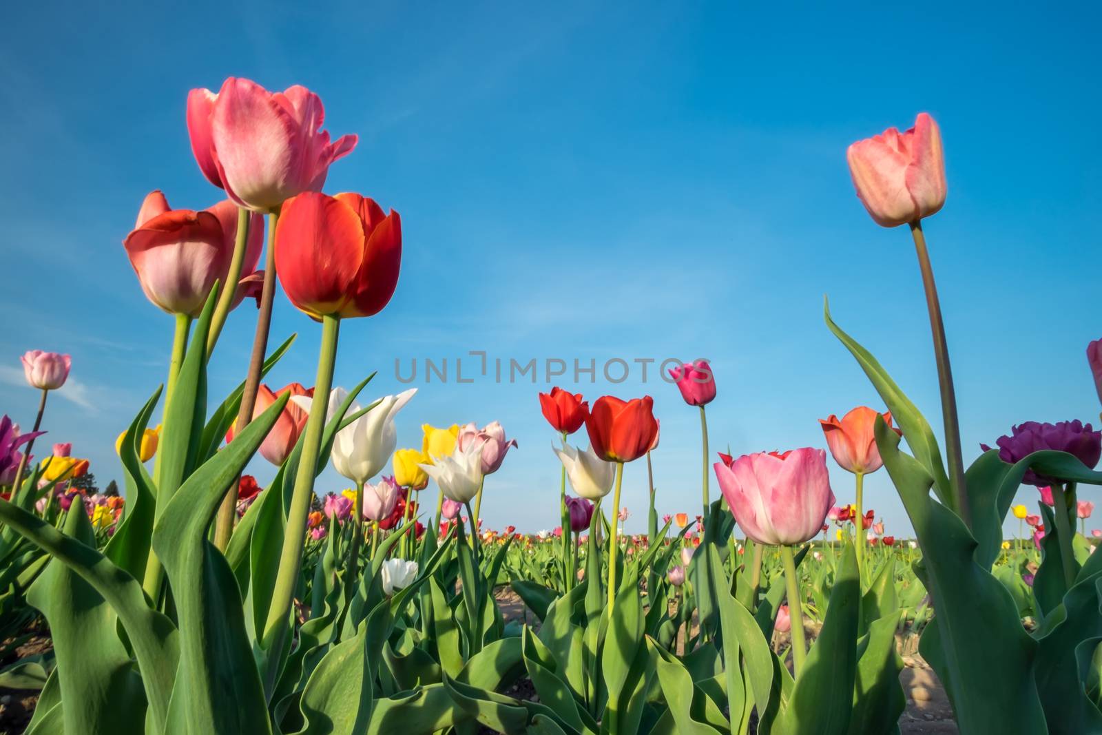 Field of tulips with blue sky on a sunny day in spring