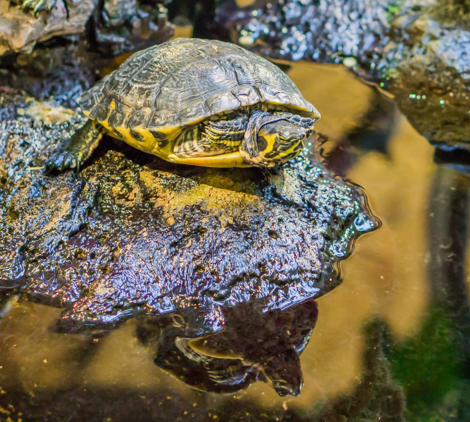 closeup of a yellow bellied slider turtle on a rock, popular reptile pet from the rivers of America