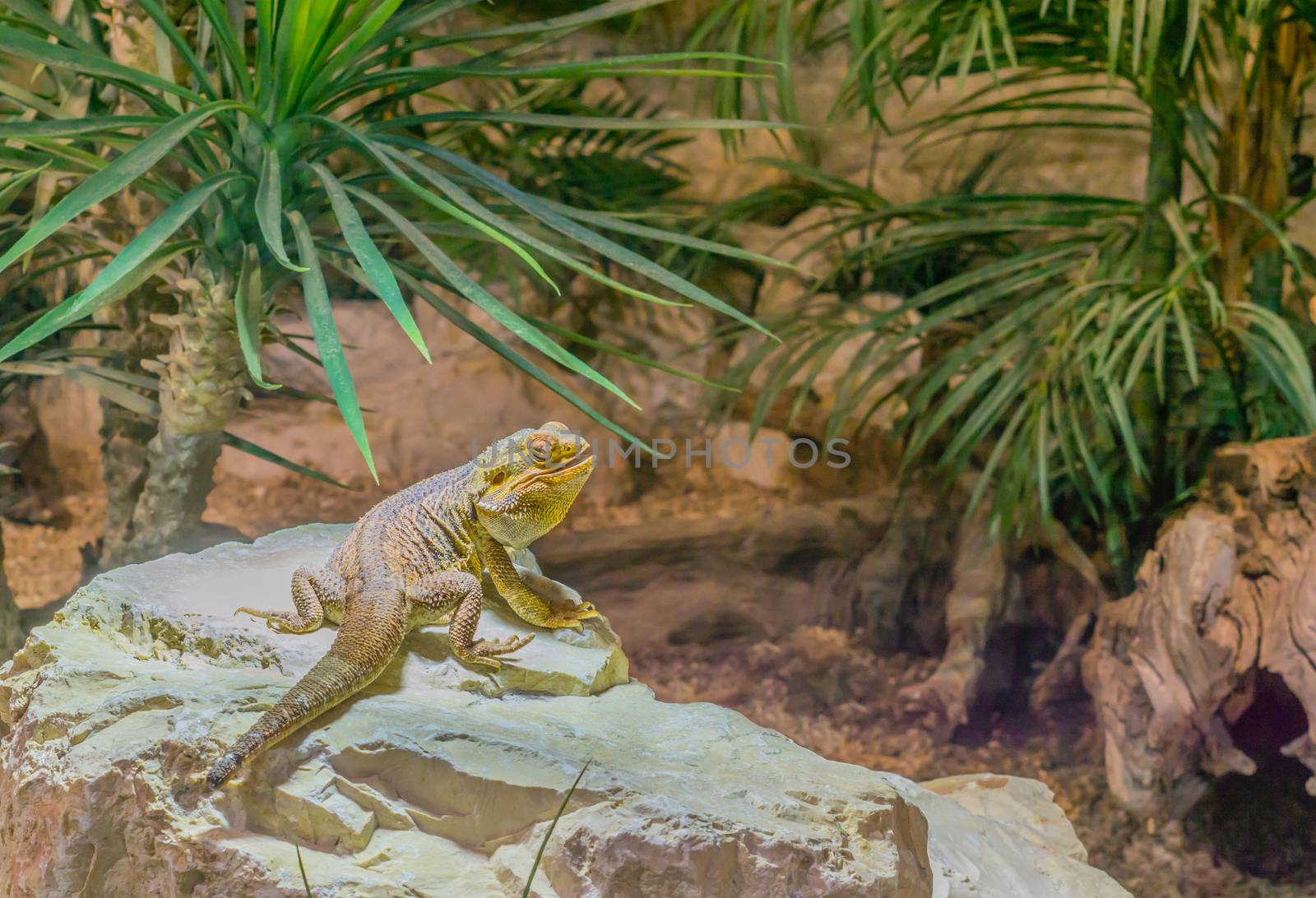 central bearded lizard sitting on a rock, dragon lizard from Australia, popular pet in herpetoculture