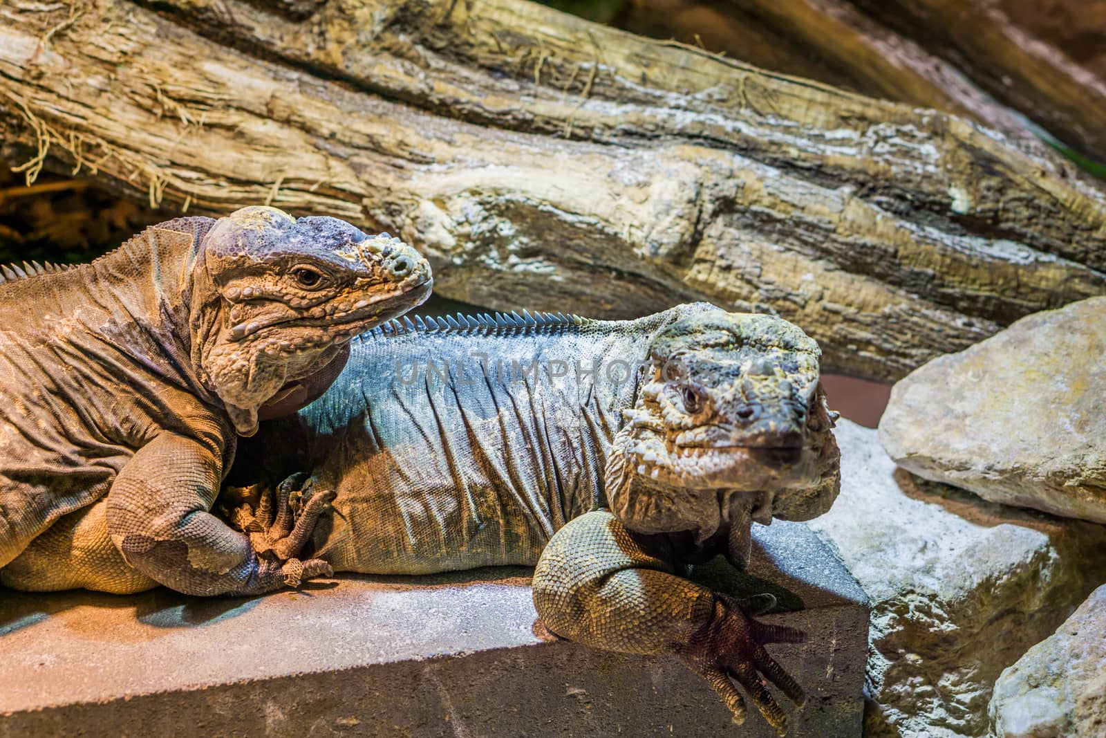 two big rhinoceros iguanas sitting together, threatened tropical species from the caribbean
