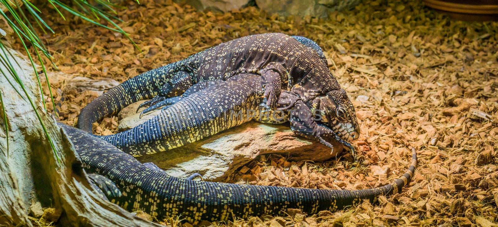 closeup of two black and white giant tegus, one tegu laying on top of the other one, funny dominant animal behavior, big tropical lizard from America by charlottebleijenberg