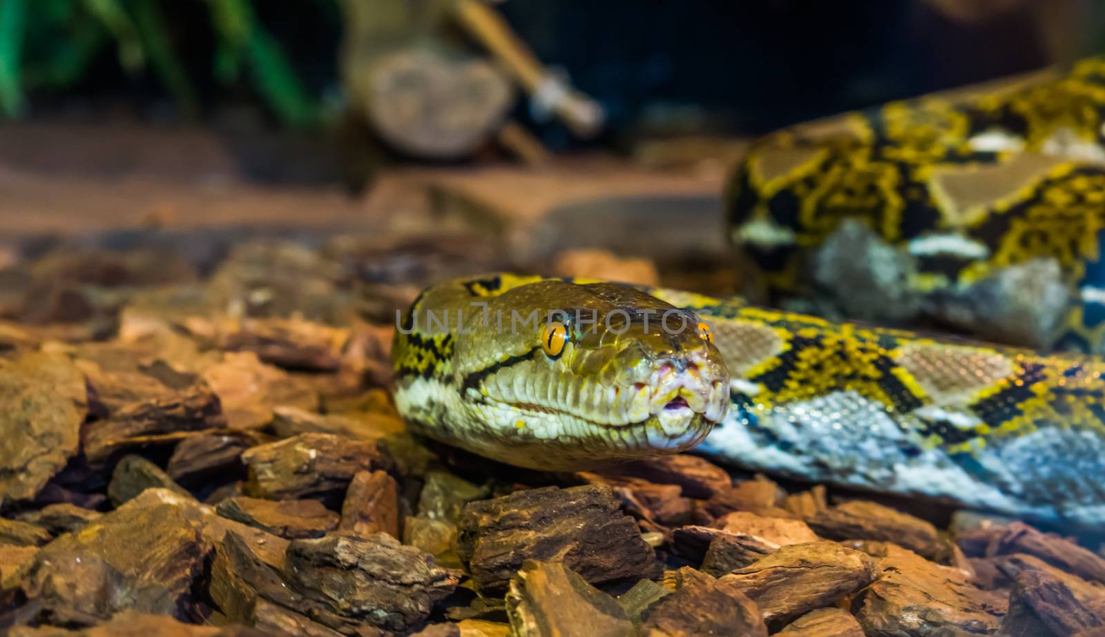 Reticulated python head in closeup, beautiful snake face with yellow eye, brown and yellow colored serpent, popular reptile from Asia