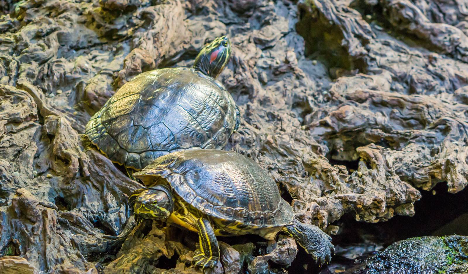 red eared slider and yellow bellied slider together in closeup, tropical reptile pets from America