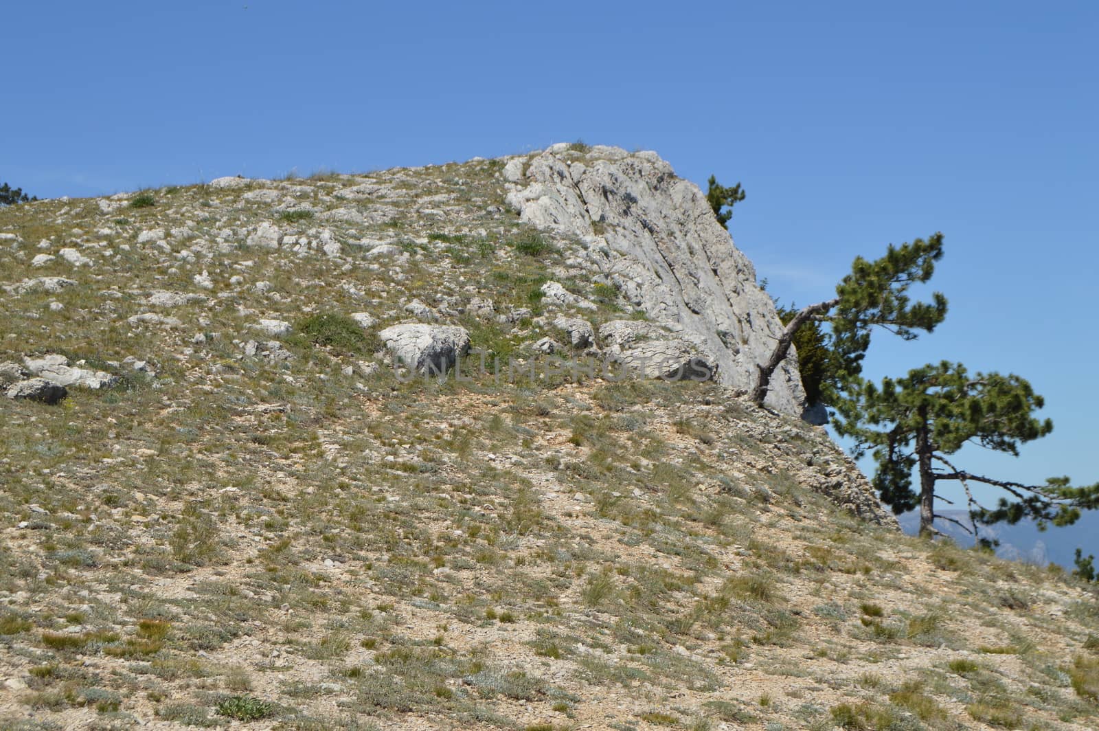 A lonely pine tree with a curving trunk on a mountainside, against a blue sky.