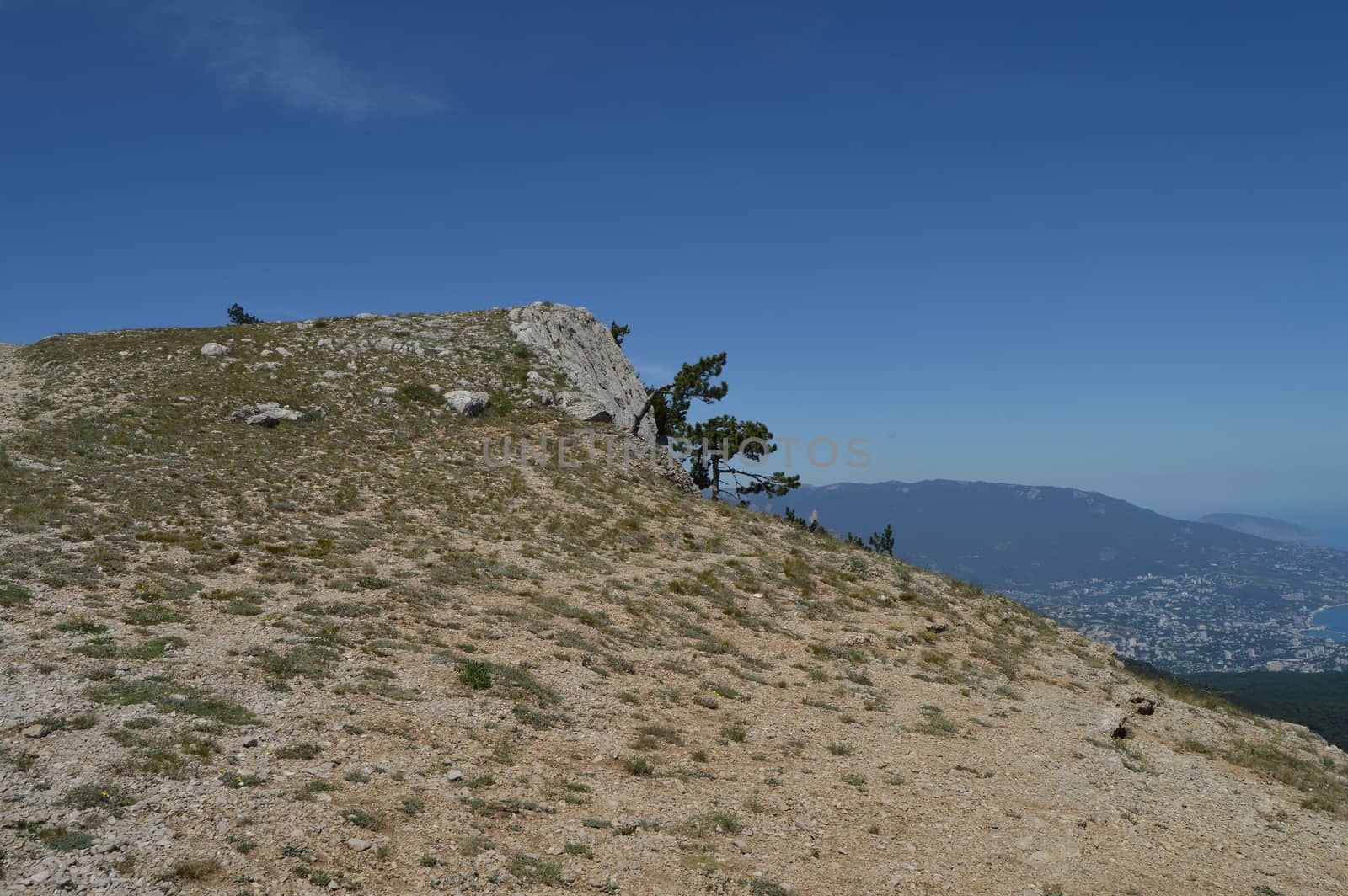 A lonely pine tree with a curving trunk on a mountainside, against a blue sky.