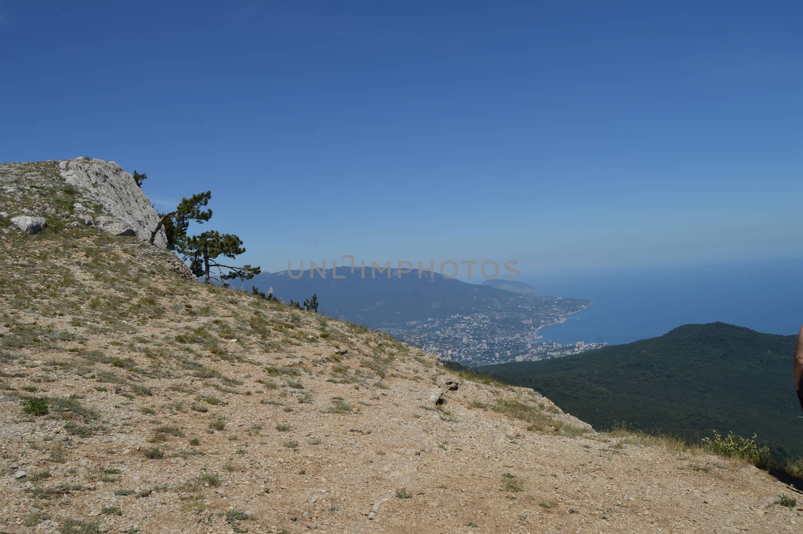 A lonely pine tree with a curving trunk on a mountainside, against a blue sky.