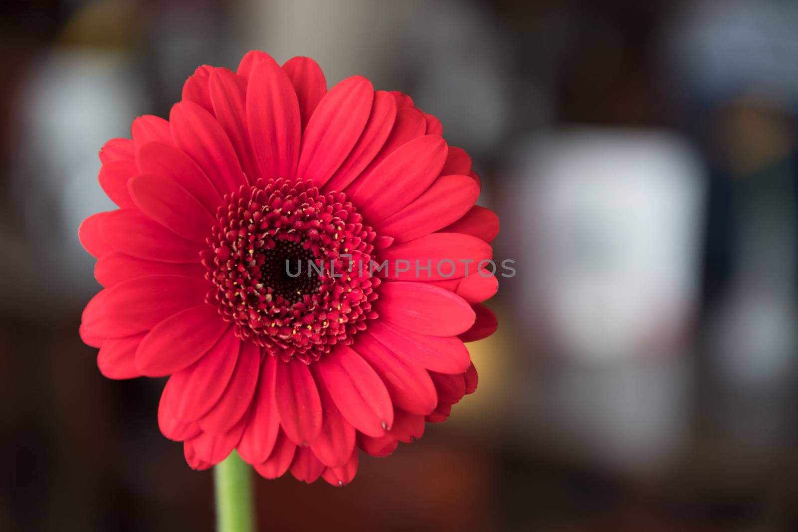 Image of a single beautiful red gerbera in a room with blurred background