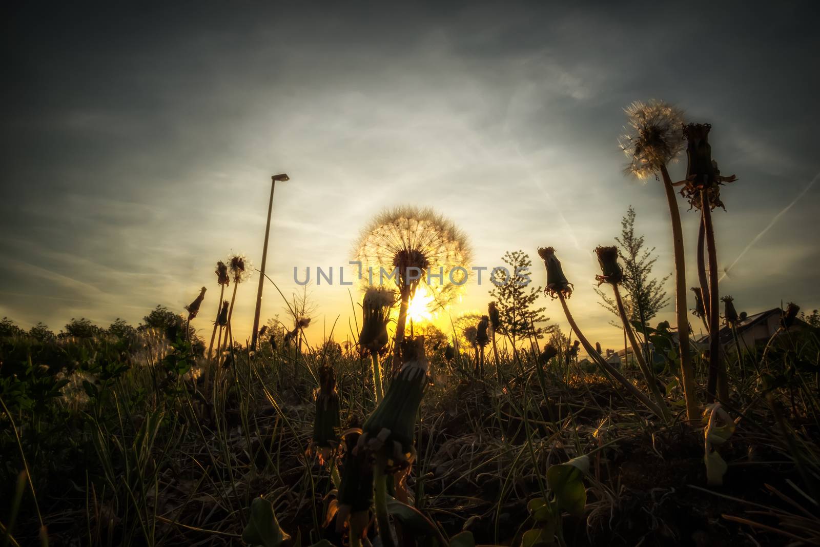 Image of a dandelion with backlight by w20er