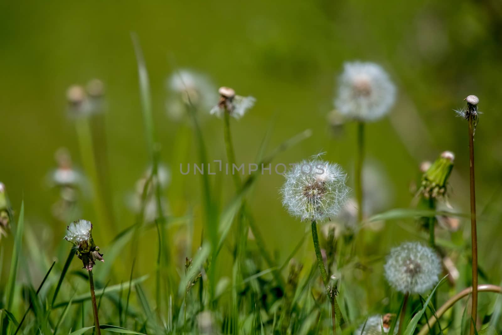 White dandelion flowers in green grass by fotorobs