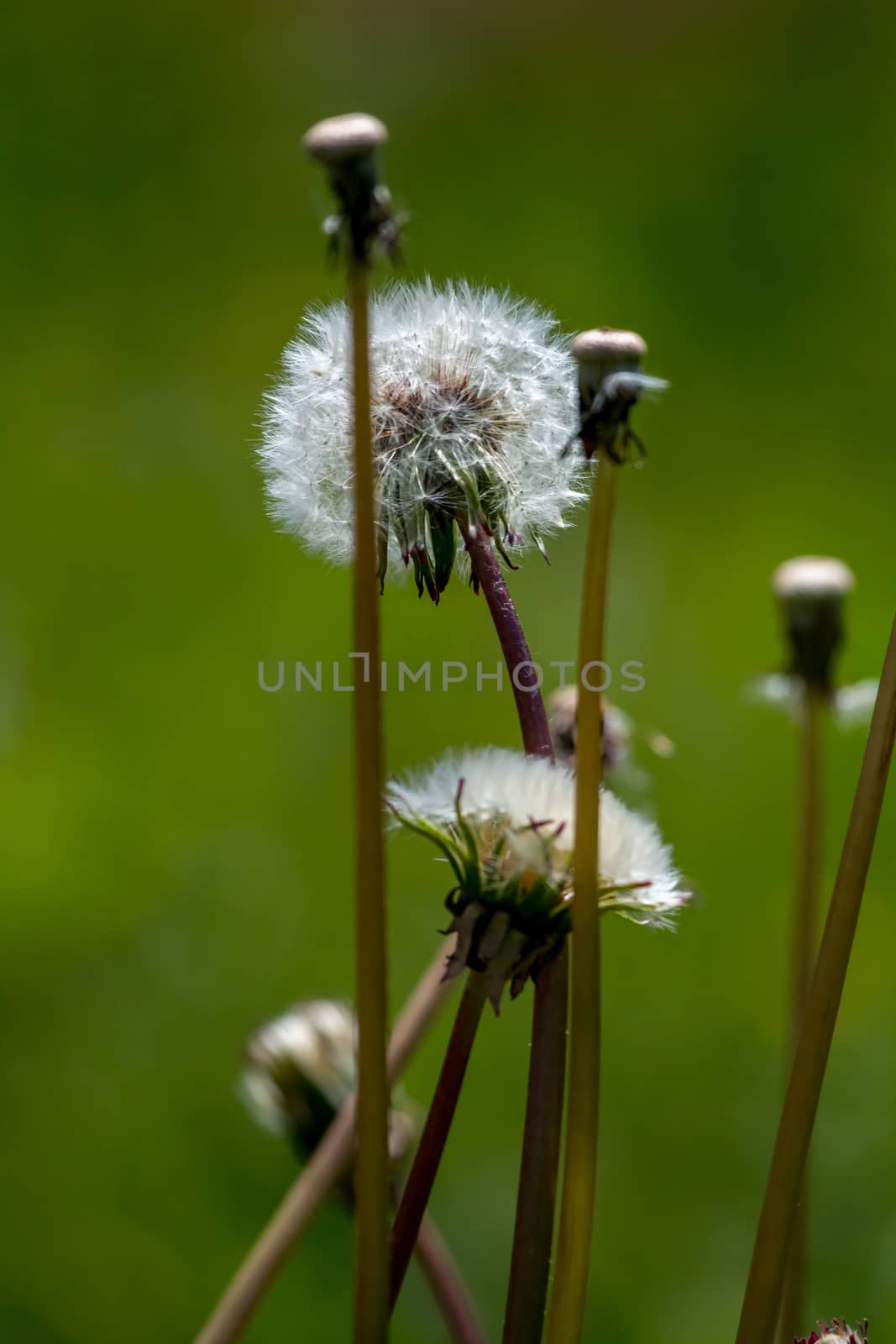 White dandelion flowers in green grass by fotorobs