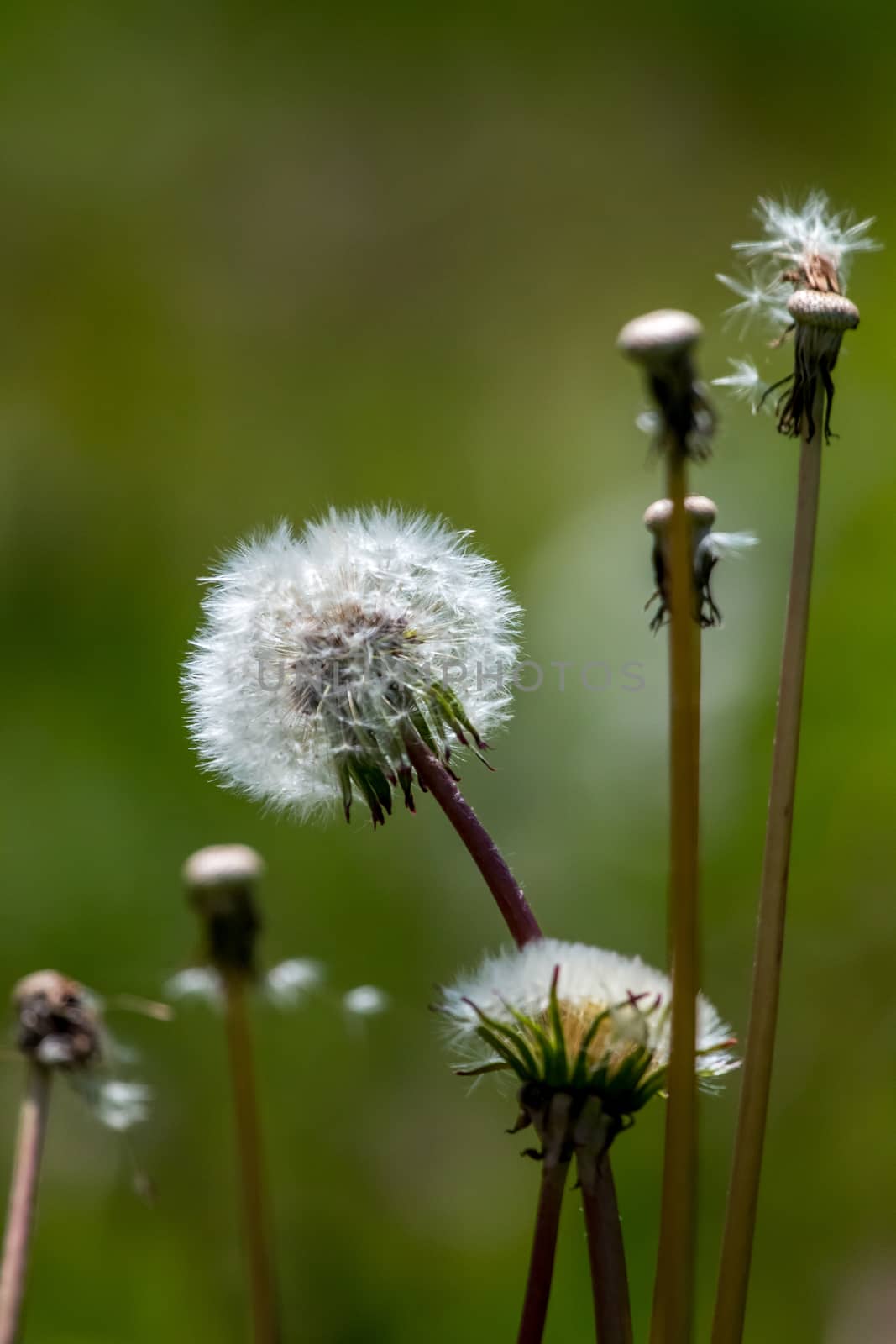 White dandelion flowers in green grass by fotorobs