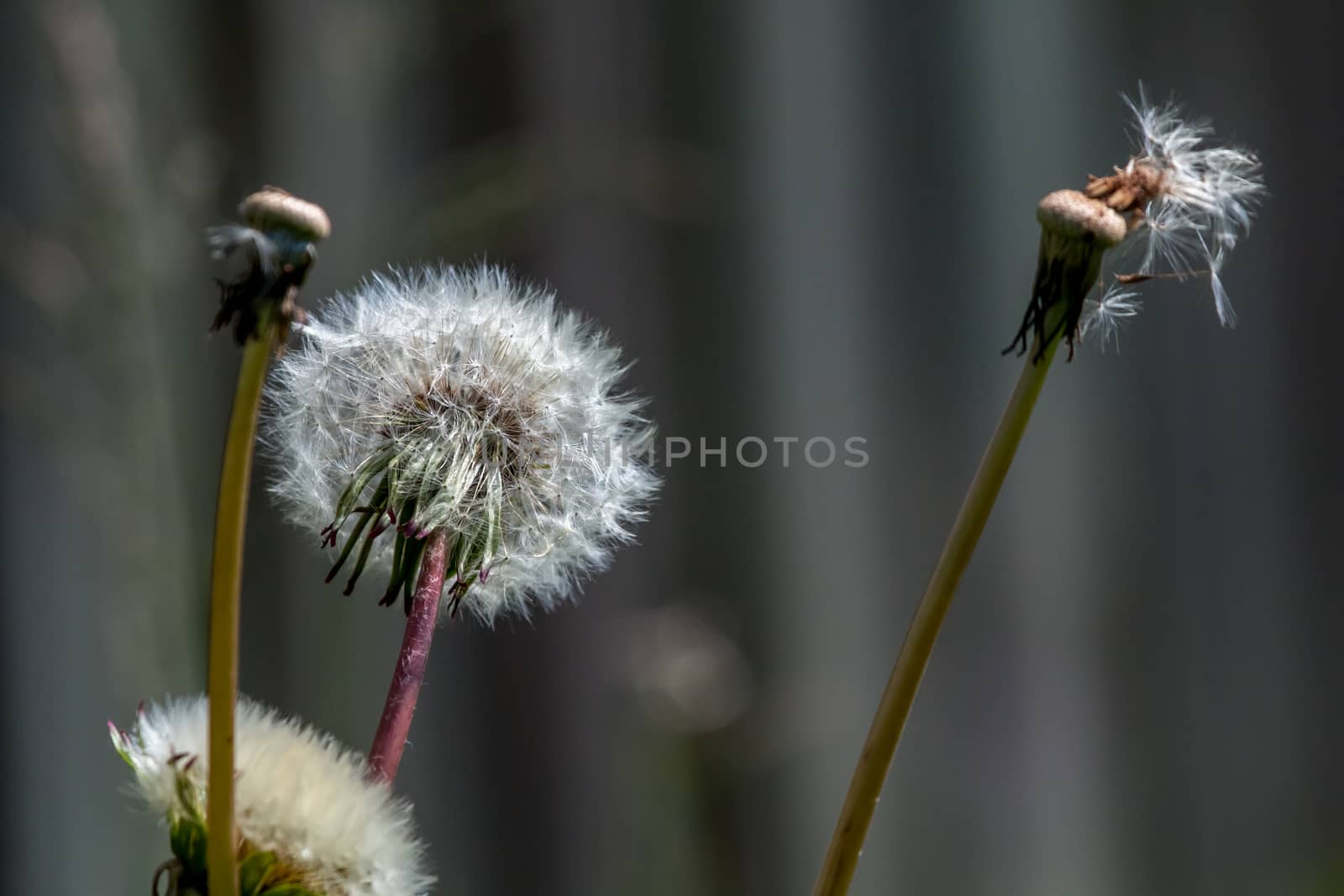 White dandelions on gray background. by fotorobs