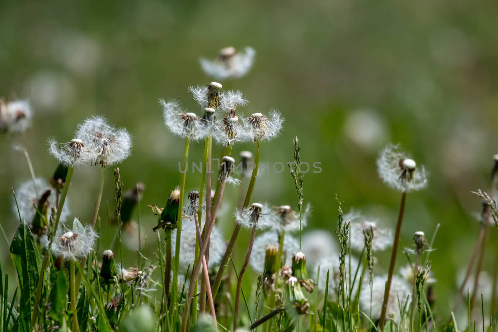 White dandelion field on green grass. by fotorobs