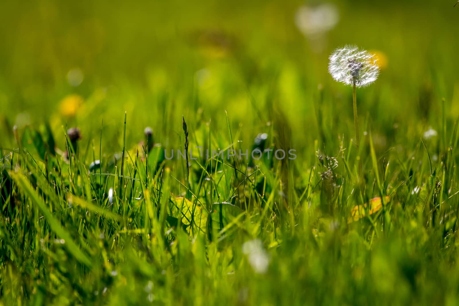 Beautiful white dandelion flowers in green grass. Meadow with dandelion flowers. Field flowers. Deflorate dandelions. Nature field flowers in meadow. 