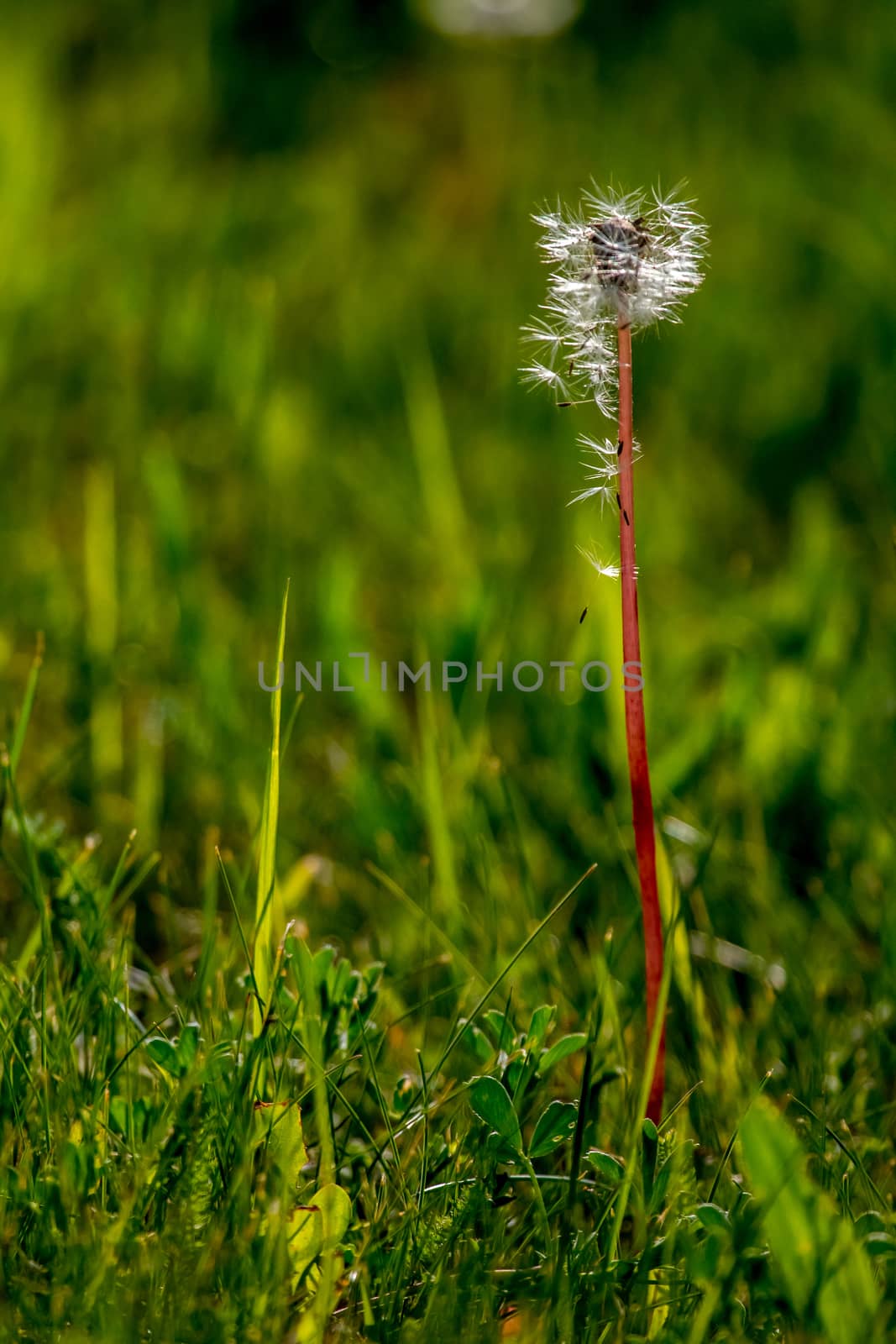 White dandelion flowers in green grass. by fotorobs