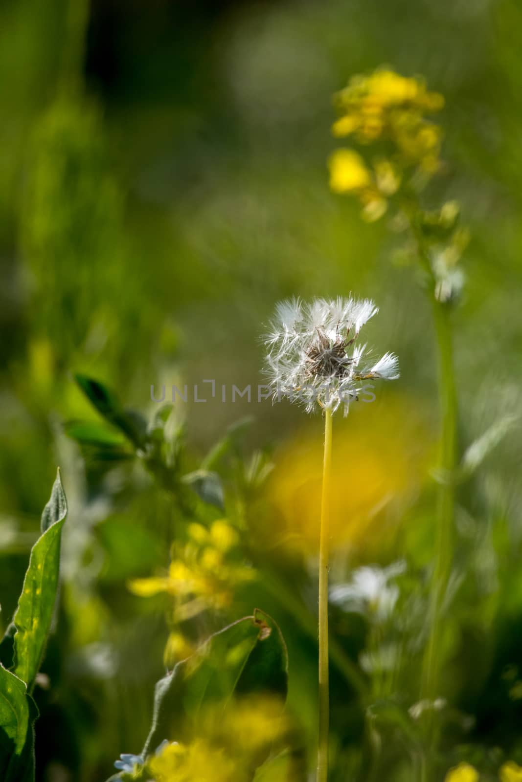 White dandelion flowers in green grass. by fotorobs