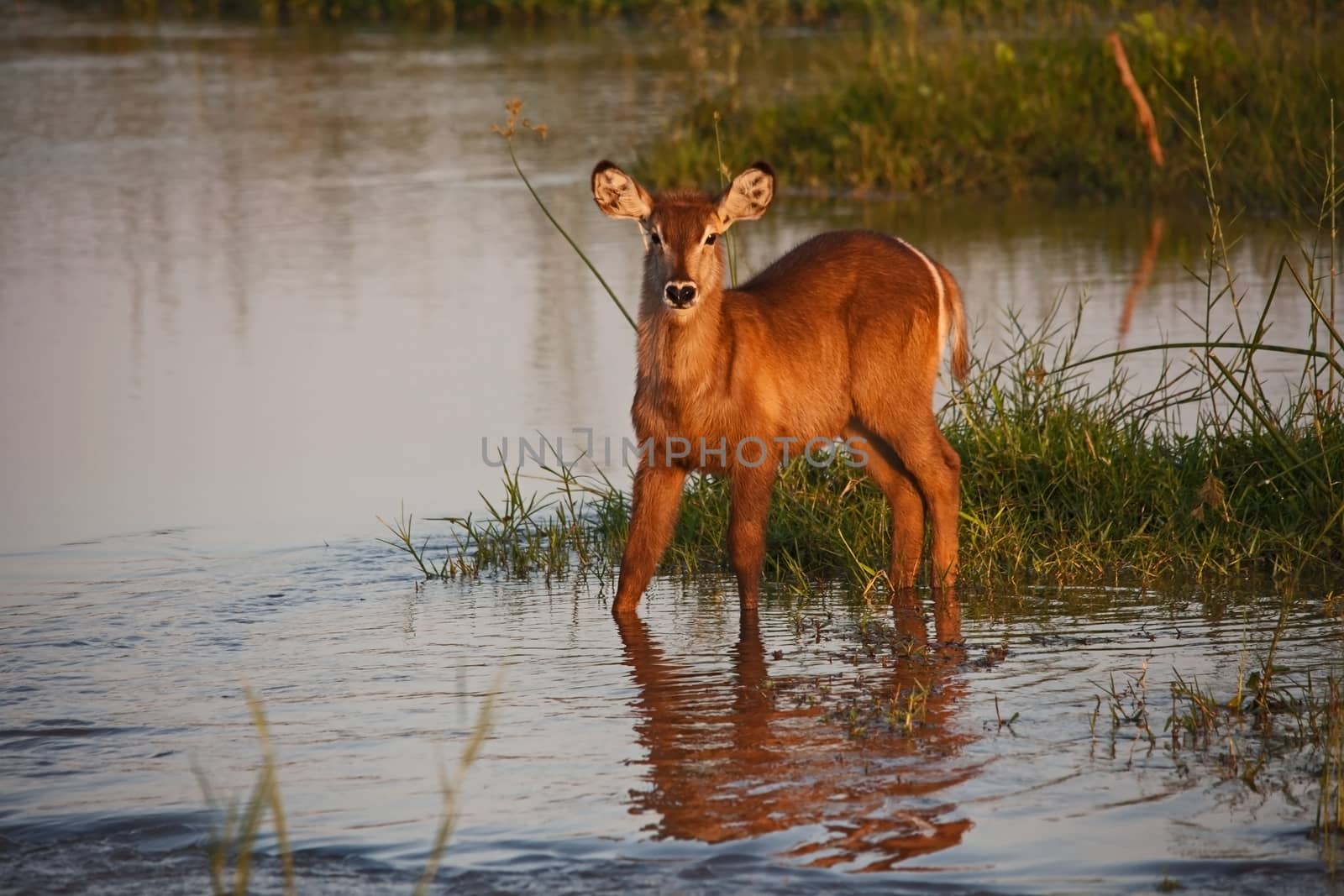 Young Waterbuck (Kobus ellisprymnus) photographed in the Olifants River in Kruger National Park. South Africa