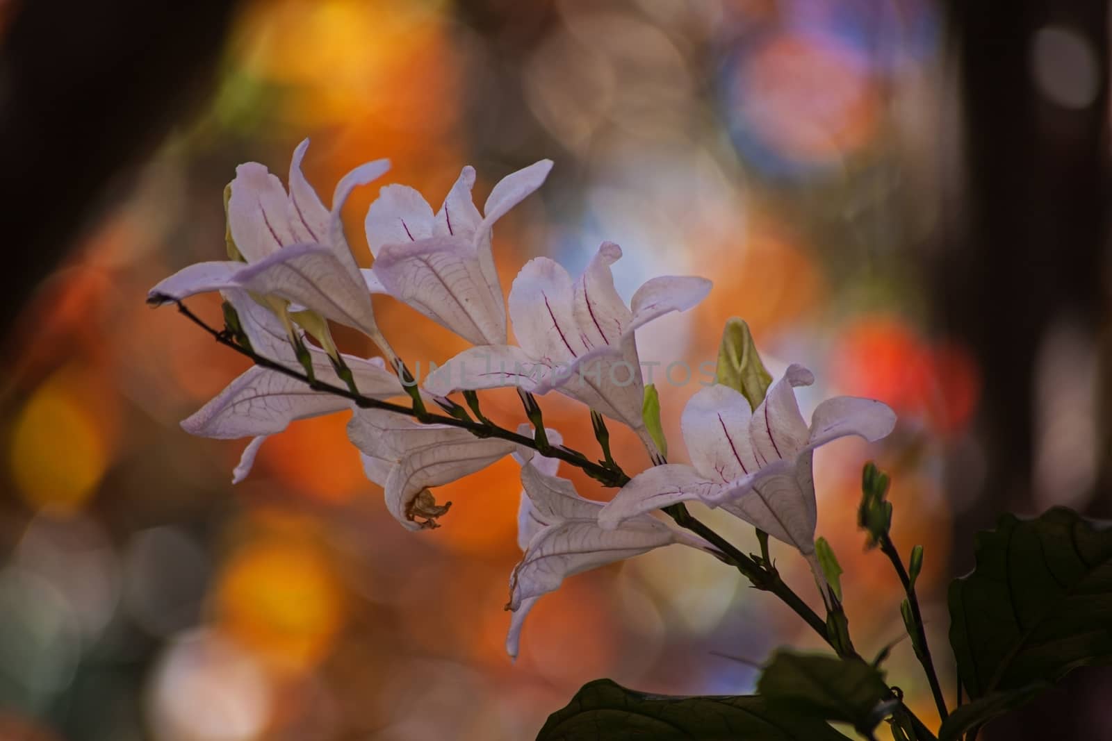 The white Flower of the Forest, bell (Mackaya bella) backlit by the bokeh of the early morning light.