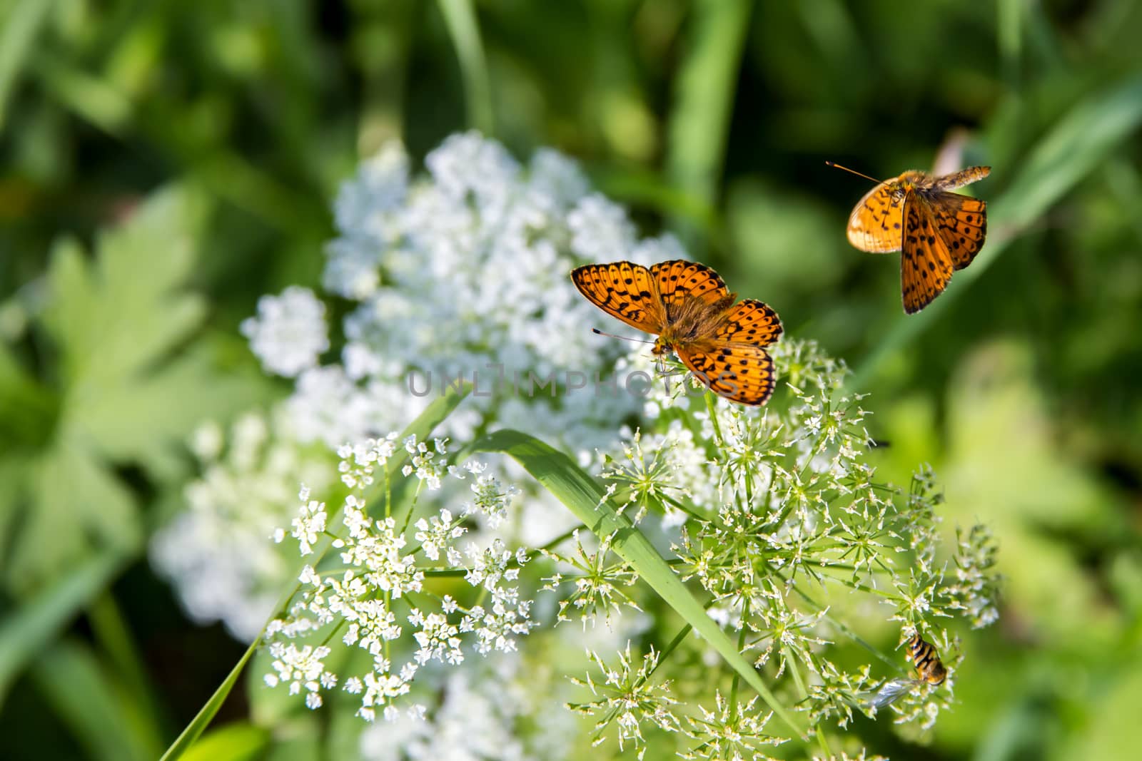 Beautiful bright Butterfly Boloria selene sits on a white field flower Queen Anne's lace.