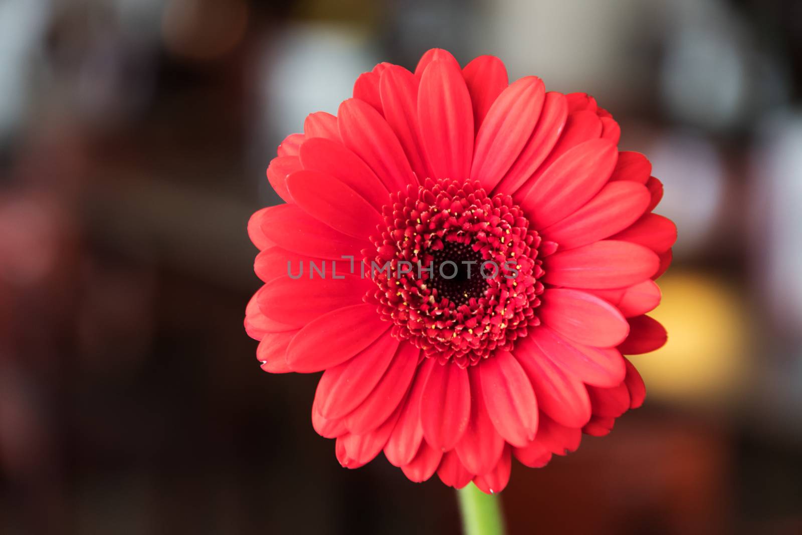 Single beautiful red gerbera by w20er