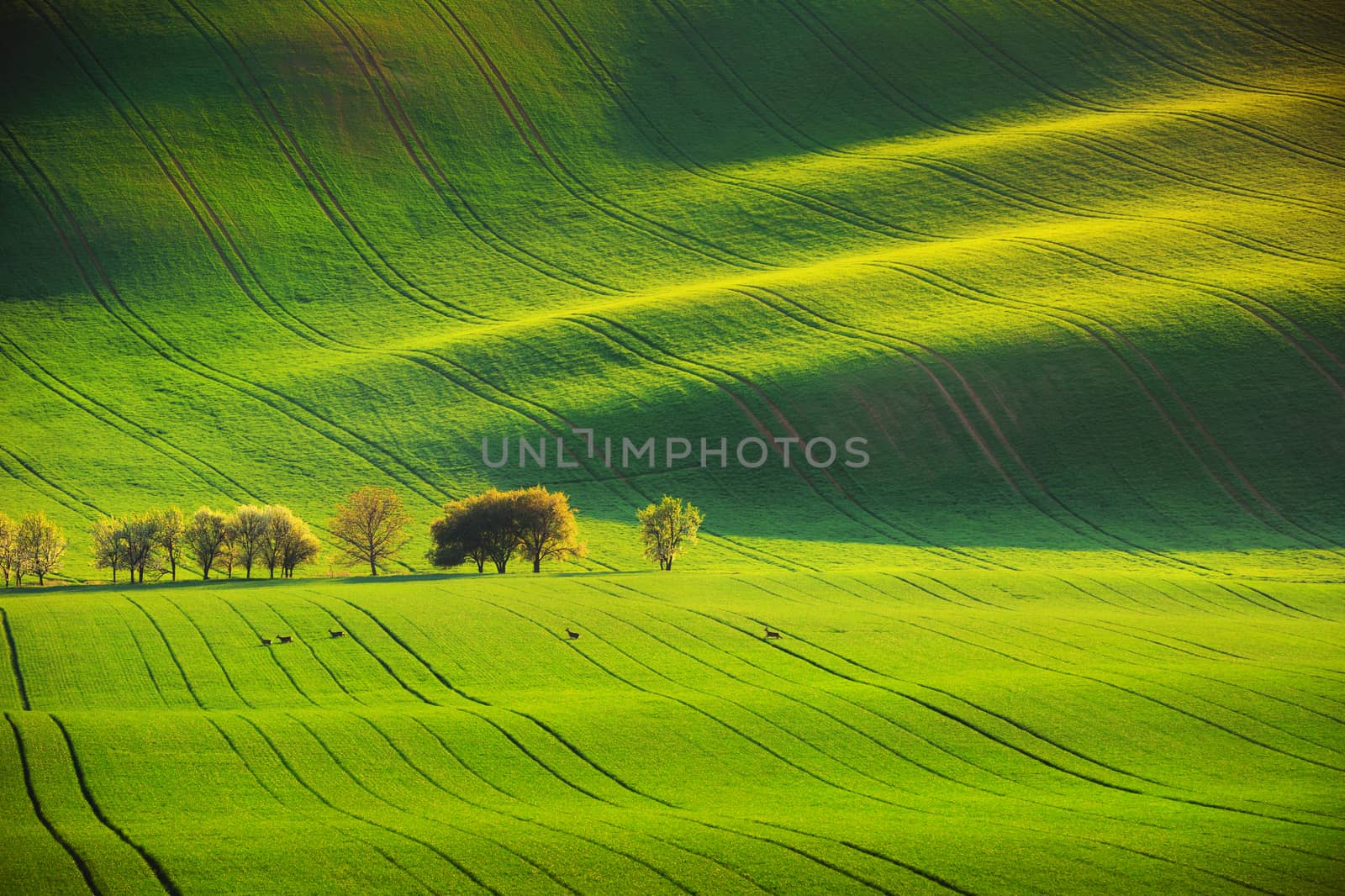Roe deers and sunset lines and waves in the spring, South Moravia, Czech Republic