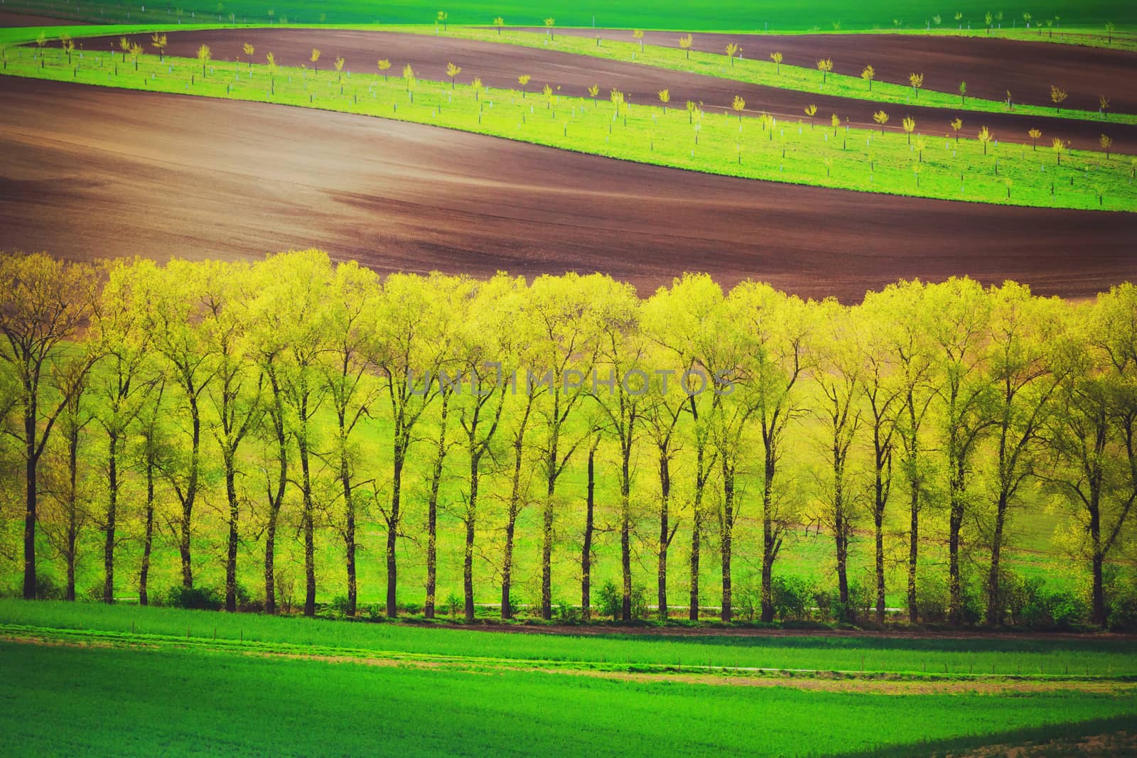 Poplar trees alley and sunset lines and waves in the spring, South Moravia, Czech Republic