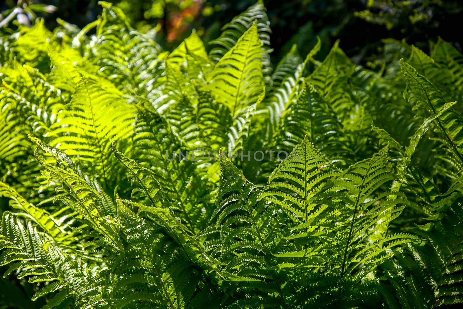 Ferns in the forest, Latvia. Beautyful ferns leaves green foliage. Close up of beautiful growing ferns in the forest. Natural floral fern background in sunlight. Green fern leaves perfect as background.

