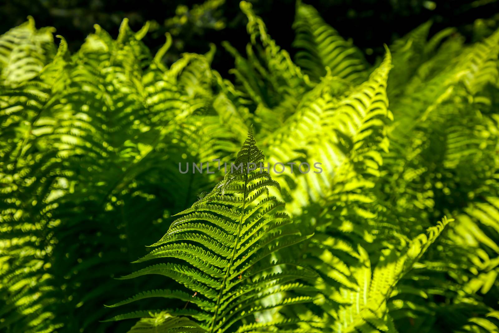 Ferns in the forest, Latvia. Beautyful ferns leaves green foliage. Close up of beautiful growing ferns in the forest. Natural floral fern background in sunlight. Green fern leaves perfect as background.


