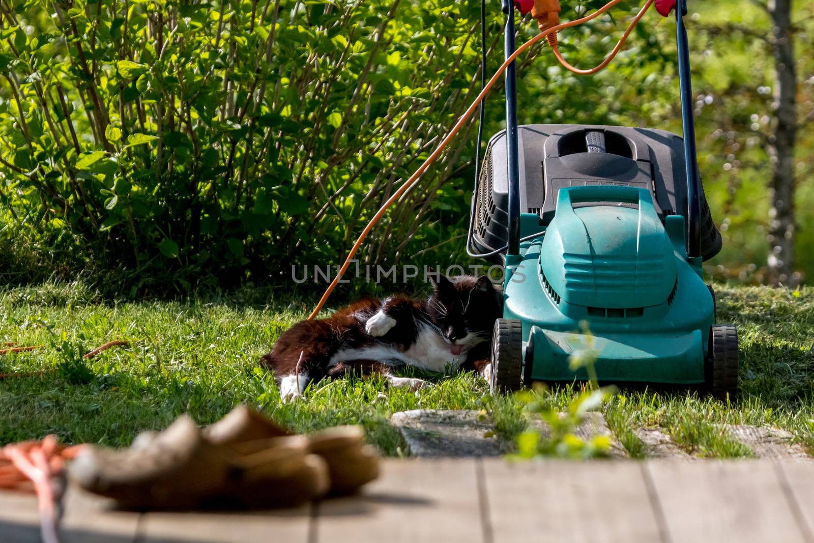 Outdoor shot of green lawnmower and cat. Electric lawn mower in green grass. Cat sleeping near electric lawnmower on top of the grass in the garden.