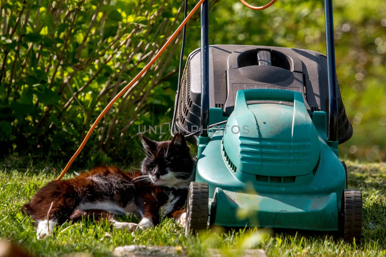 Outdoor shot of green lawnmower and cat. Electric lawn mower in green grass. Cat sleeping near electric lawnmower on top of the grass in the garden.