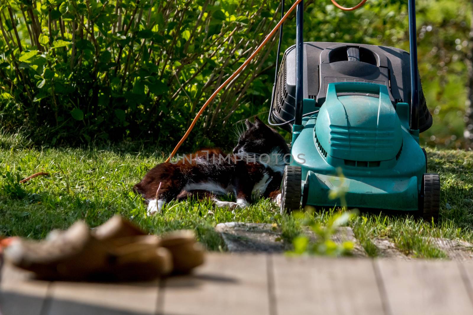 Outdoor shot of green lawnmower and cat. Electric lawn mower in green grass. Cat sleeping near electric lawnmower on top of the grass in the garden.