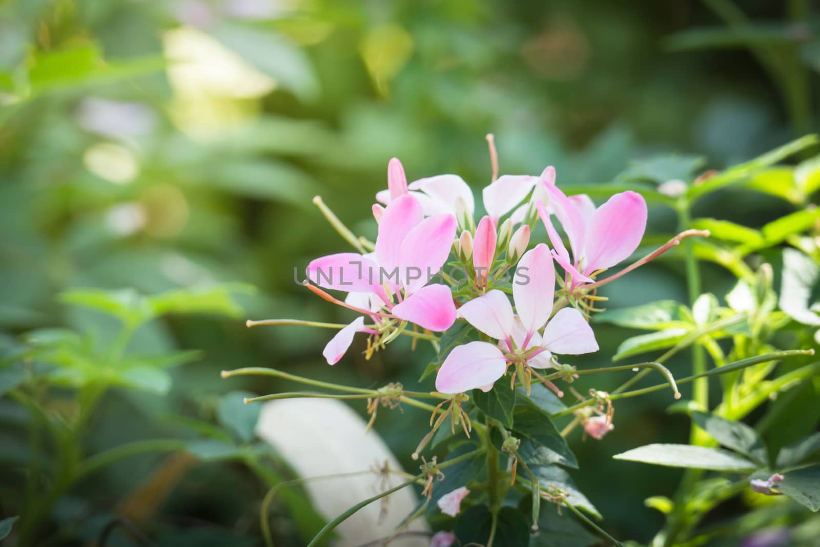 The background image of the colorful flowers, background nature