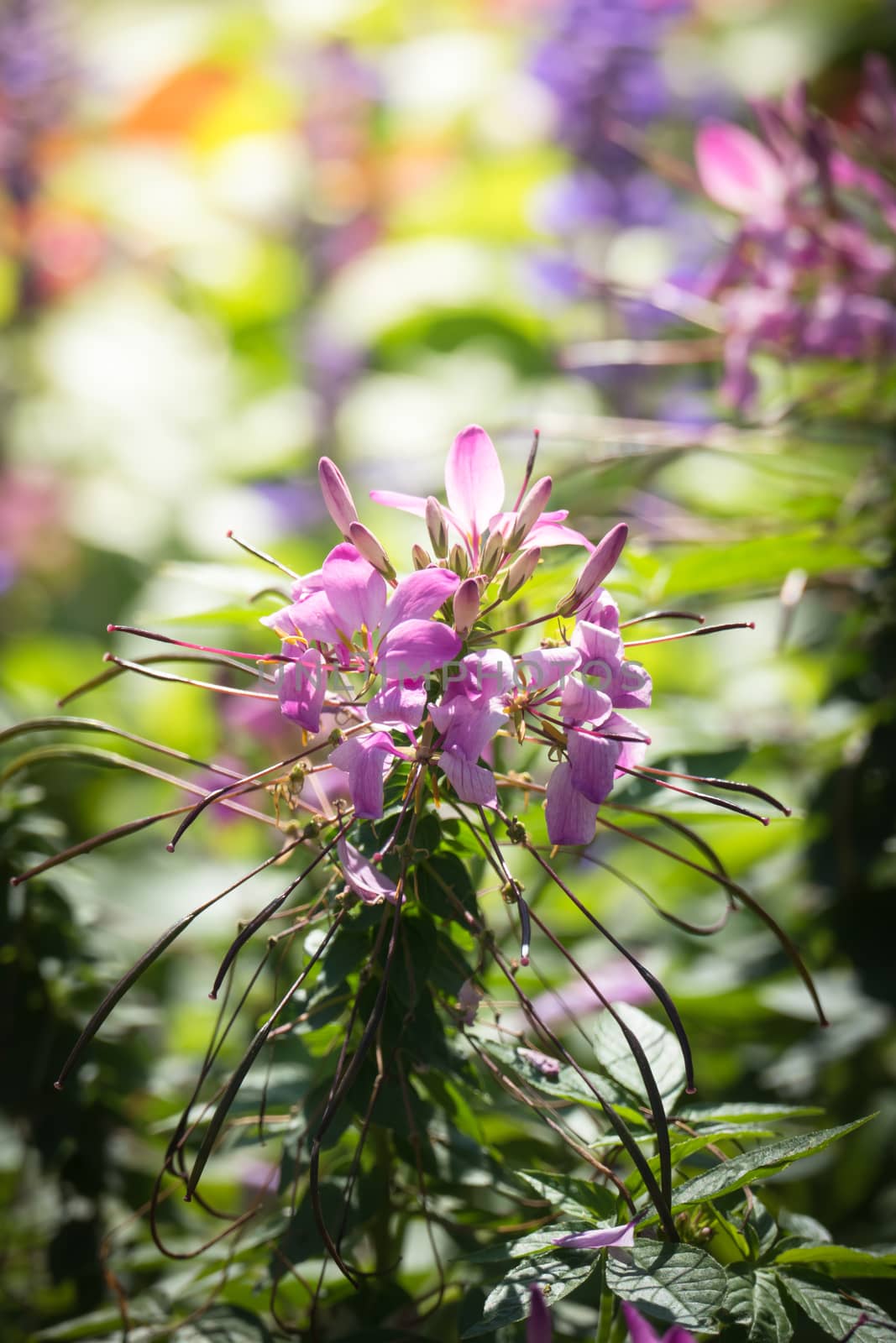 The background image of the colorful flowers by teerawit