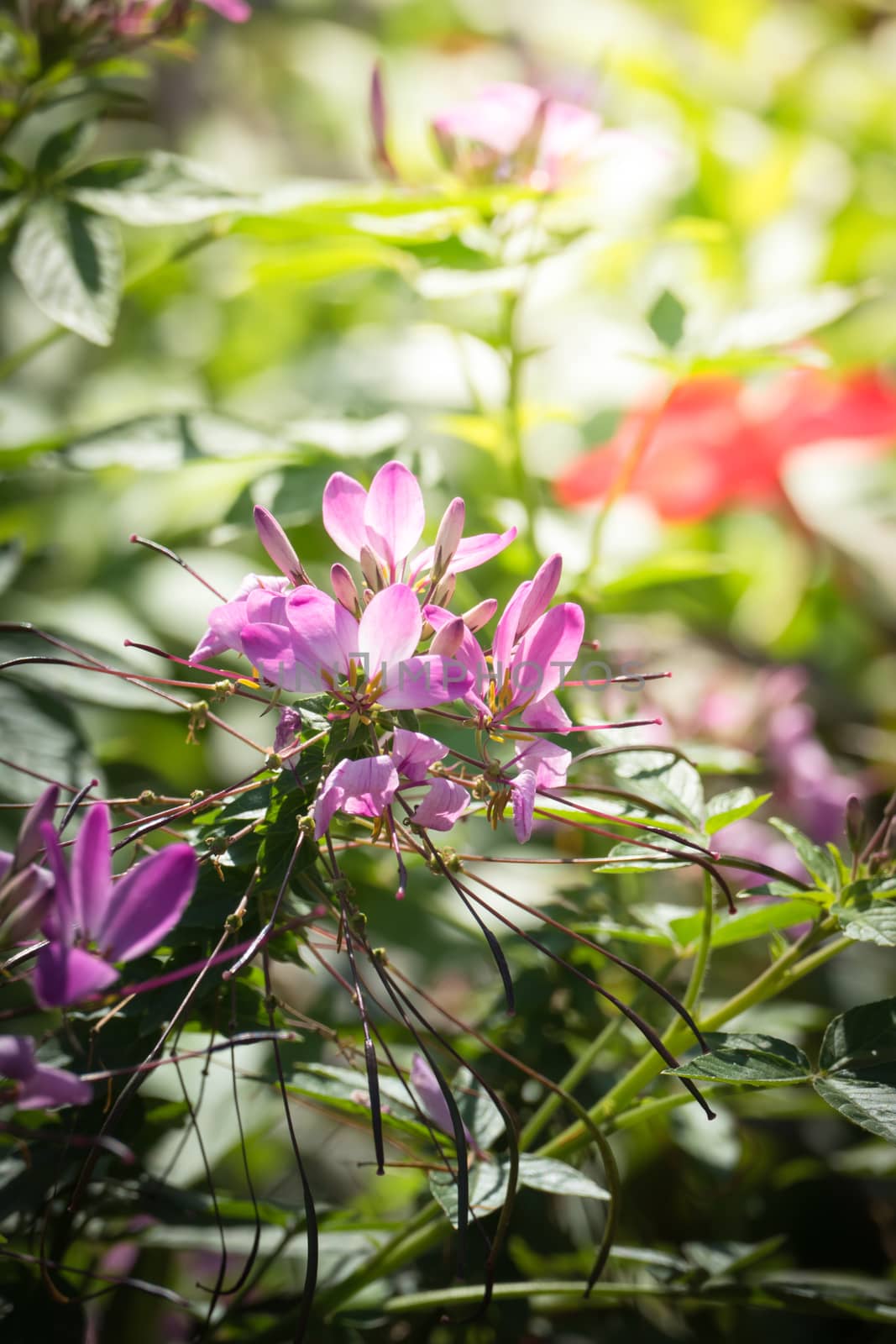 The background image of the colorful flowers, background nature