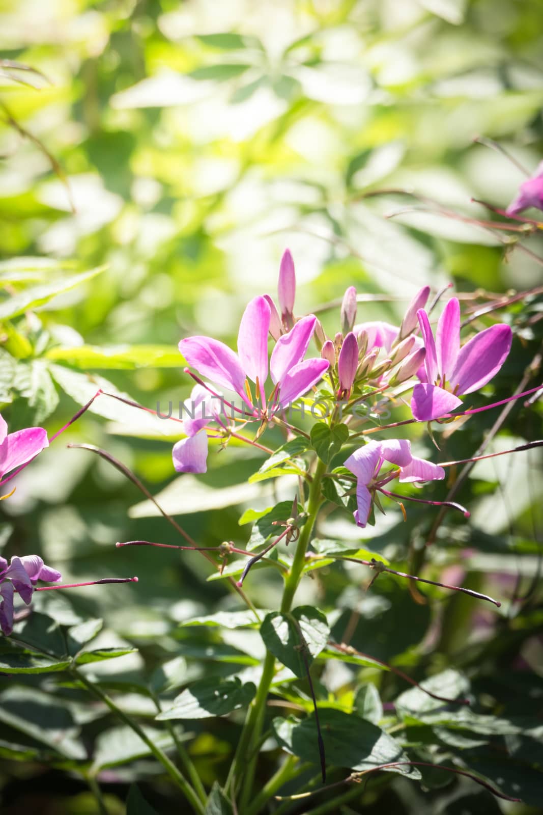 The background image of the colorful flowers by teerawit