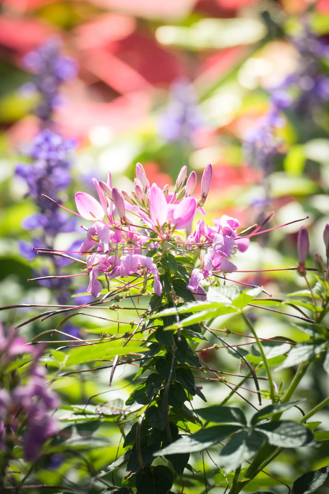 The background image of the colorful flowers, background nature