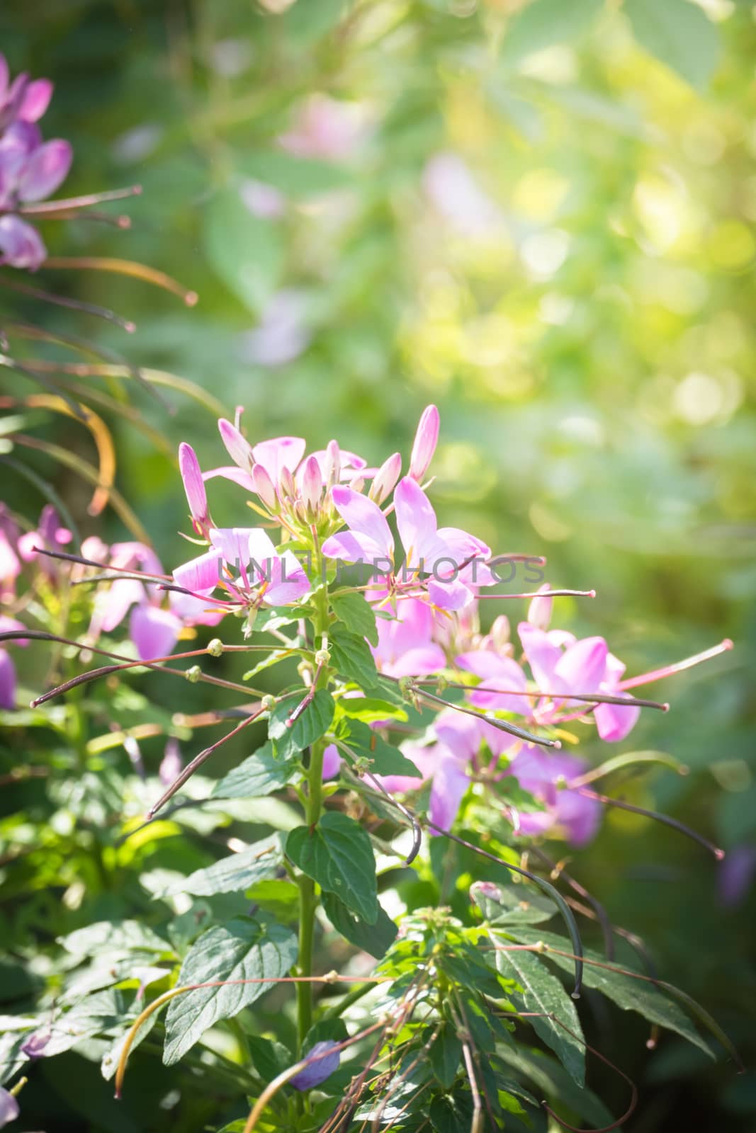 The background image of the colorful flowers by teerawit