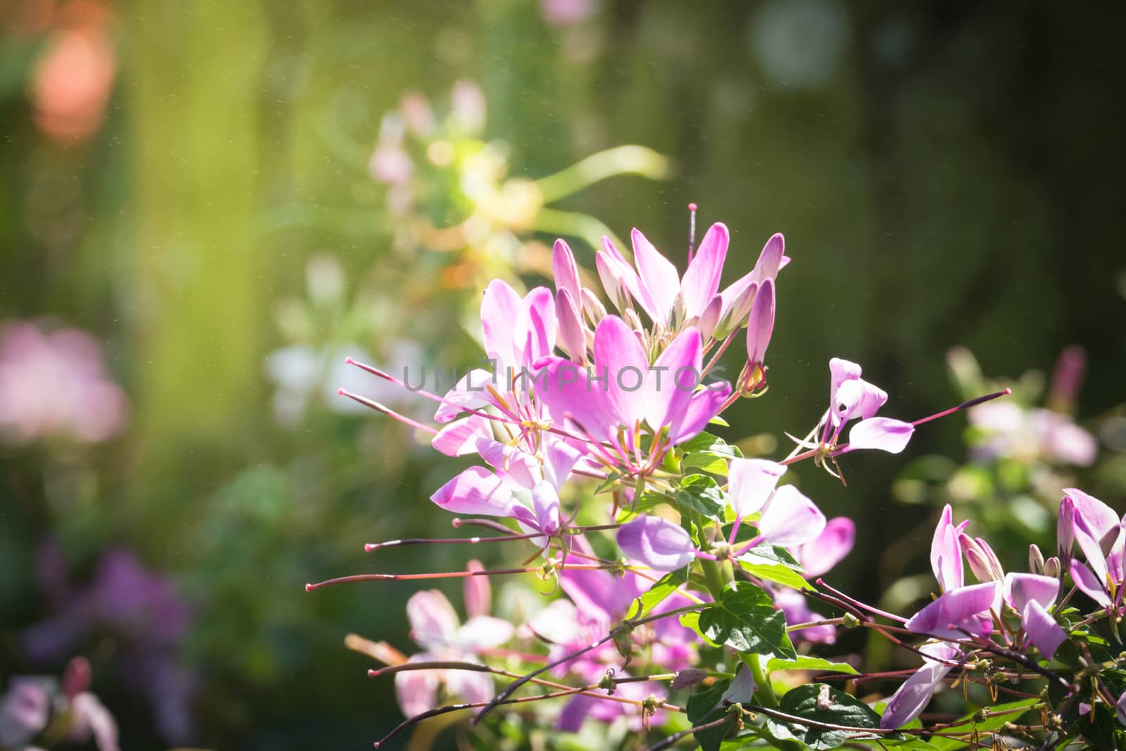 The background image of the colorful flowers by teerawit