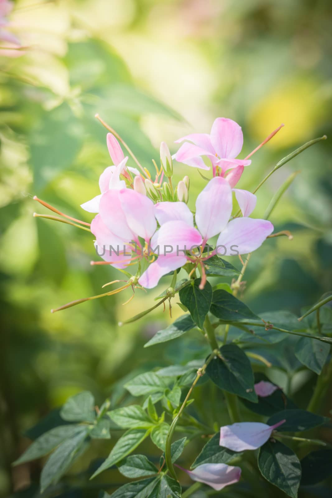 The background image of the colorful flowers by teerawit