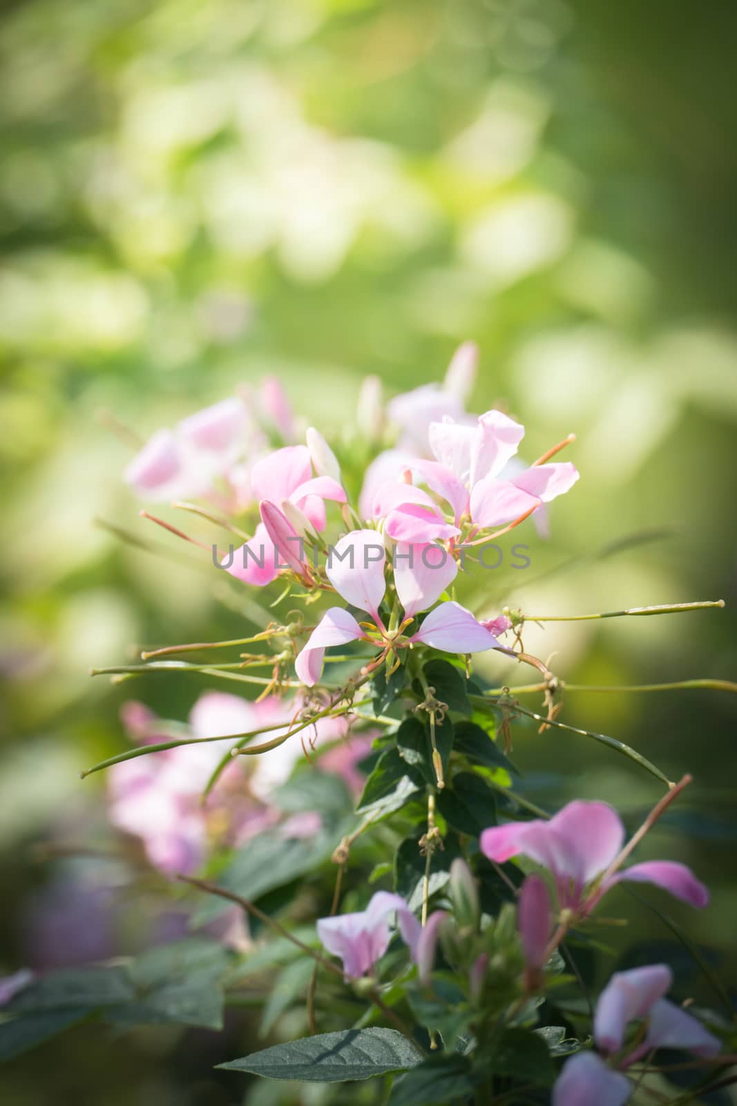 The background image of the colorful flowers by teerawit